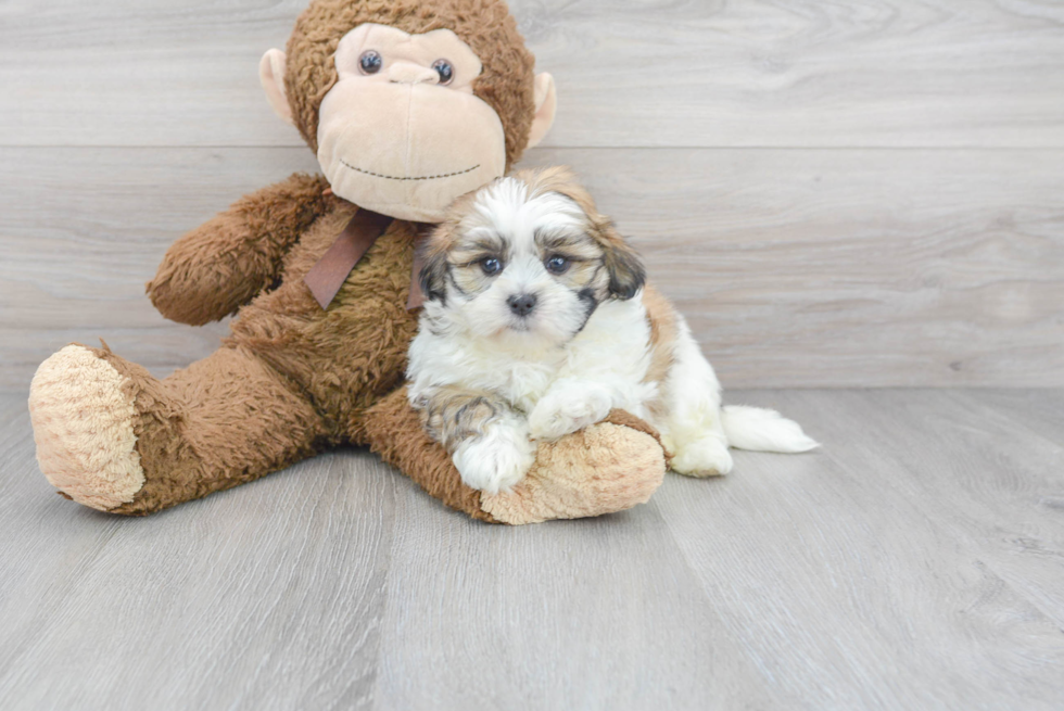 Shih Tzu Puppy for Adoption