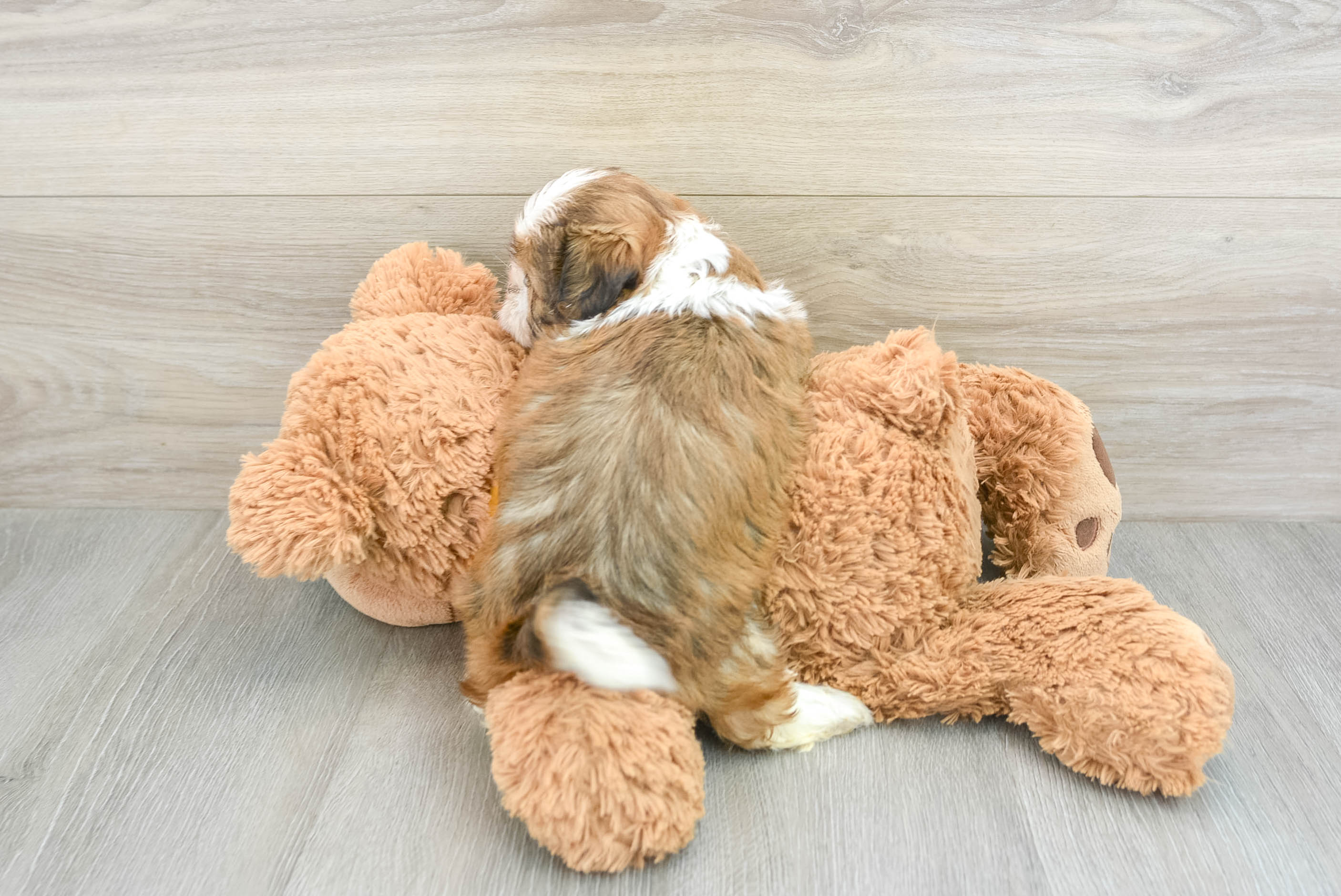 shih-tzu-churchill-