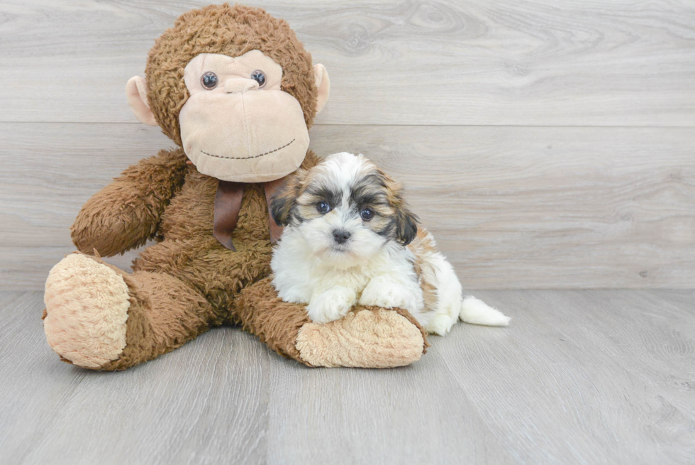 Cute Shih Tzu Purebred Pup