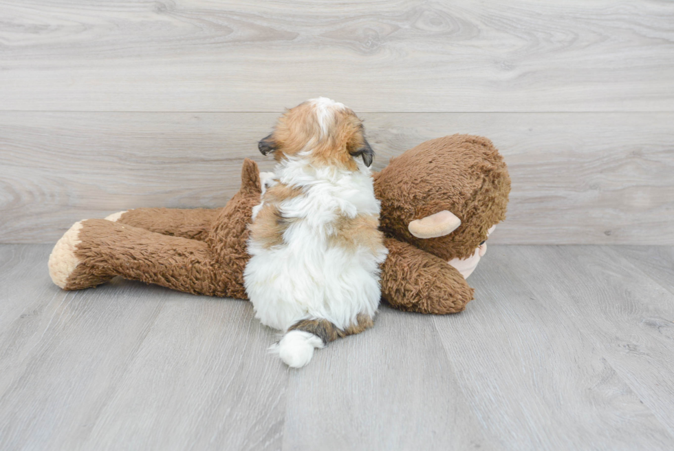 Shih Tzu Puppy for Adoption