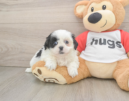 5 week old Shih Tzu Puppy For Sale - Premier Pups
