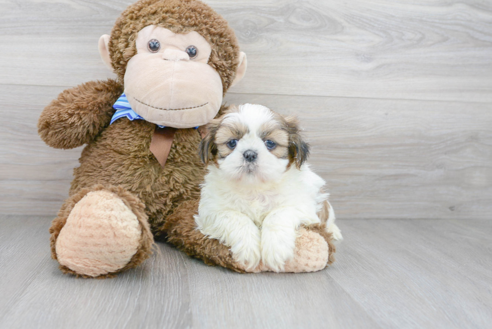 Shih Tzu Pup Being Cute