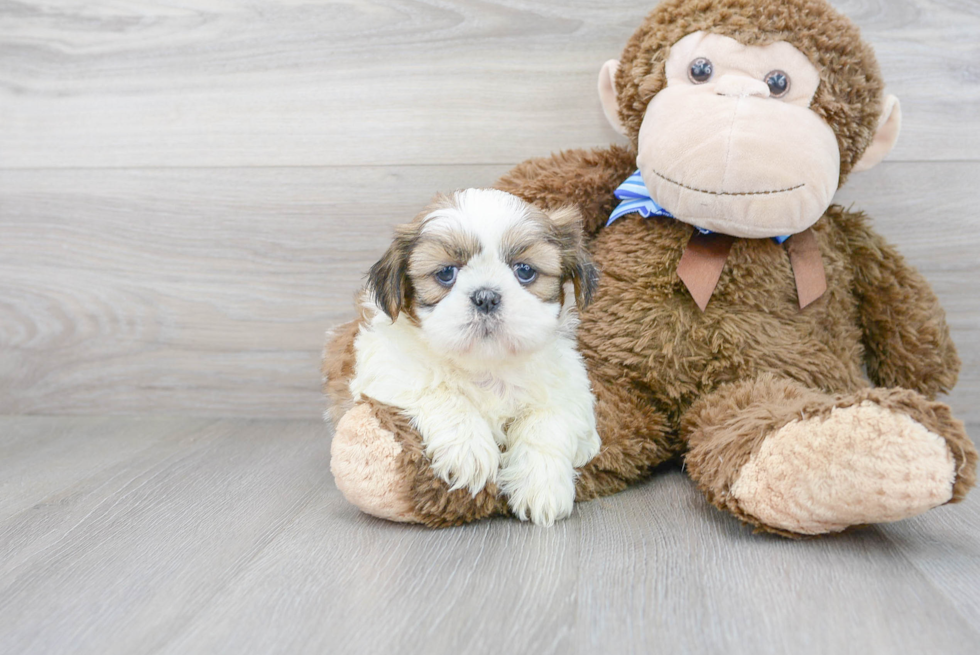 Best Shih Tzu Baby