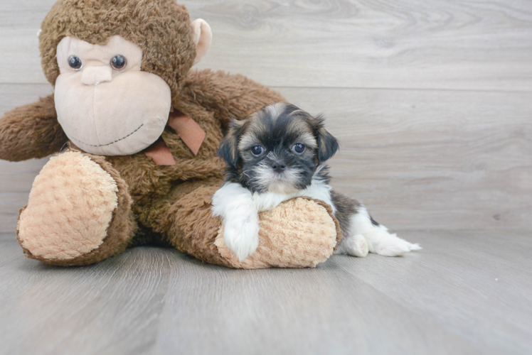 Funny Shih Tzu Purebred Pup