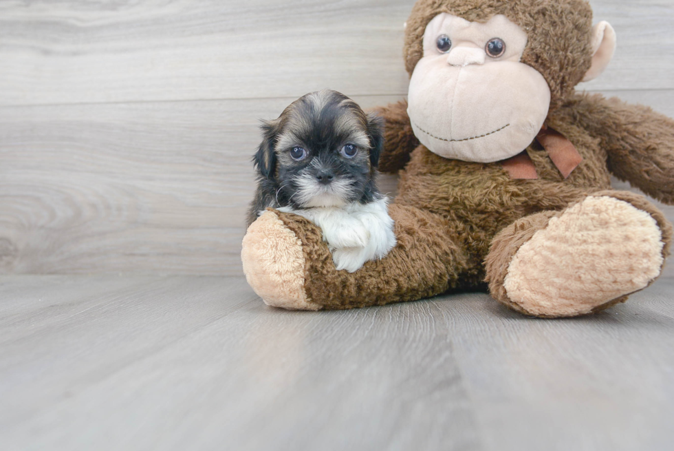 Fluffy Shitzu Purebred Puppy