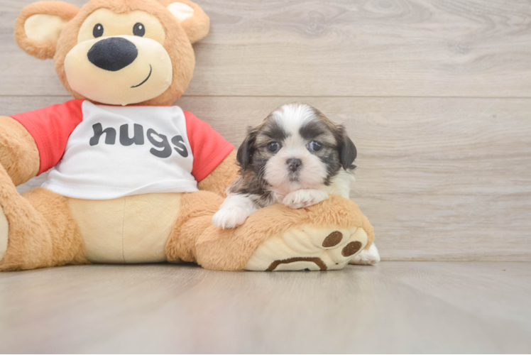 Best Shih Tzu Baby