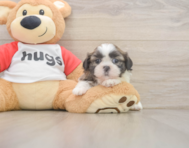 5 week old Shih Tzu Puppy For Sale - Premier Pups