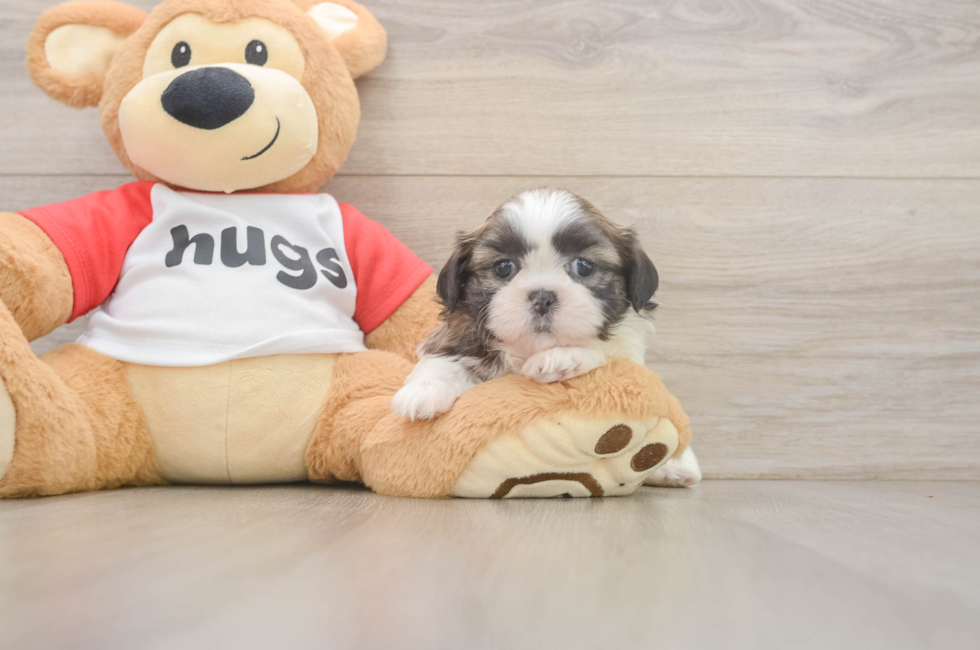 6 week old Shih Tzu Puppy For Sale - Premier Pups
