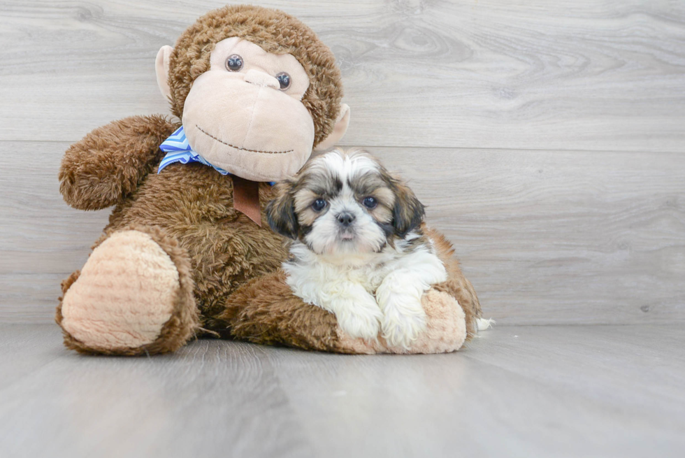 Little Shih Tzu Baby