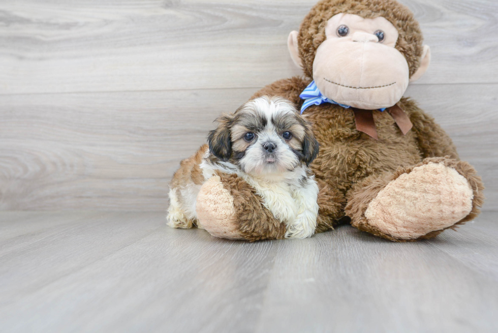 Shih Tzu Pup Being Cute