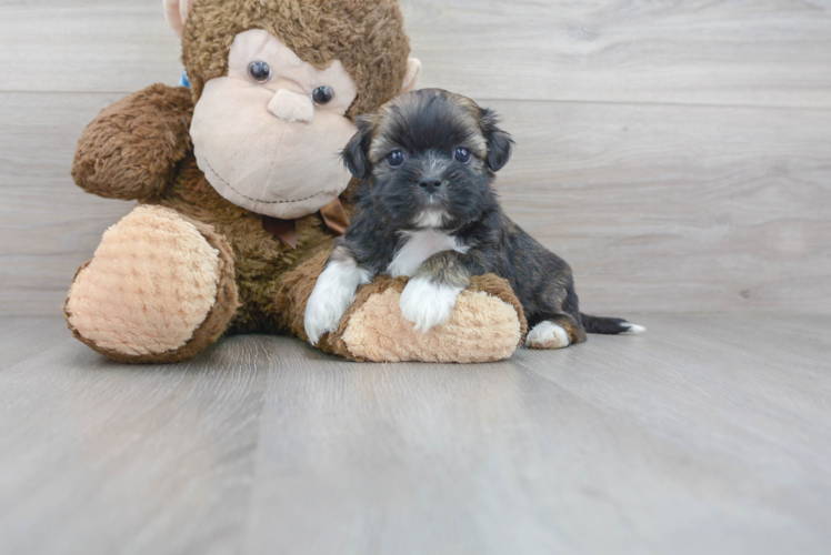 Shih Tzu Pup Being Cute