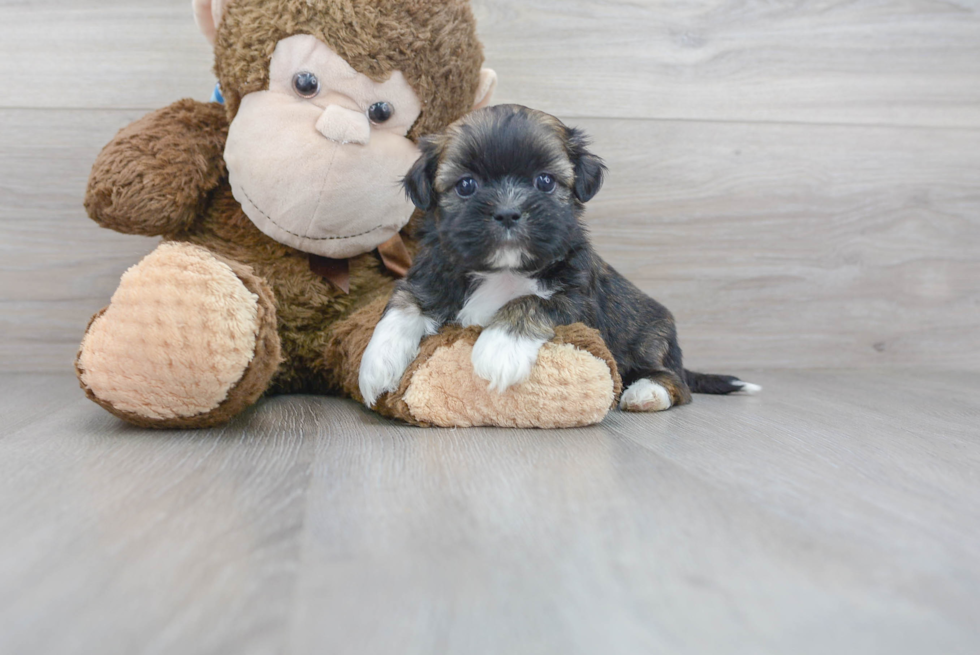 Shih Tzu Pup Being Cute