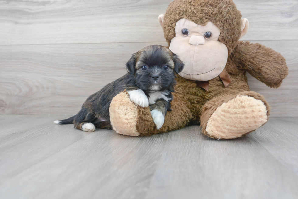 Best Shih Tzu Baby