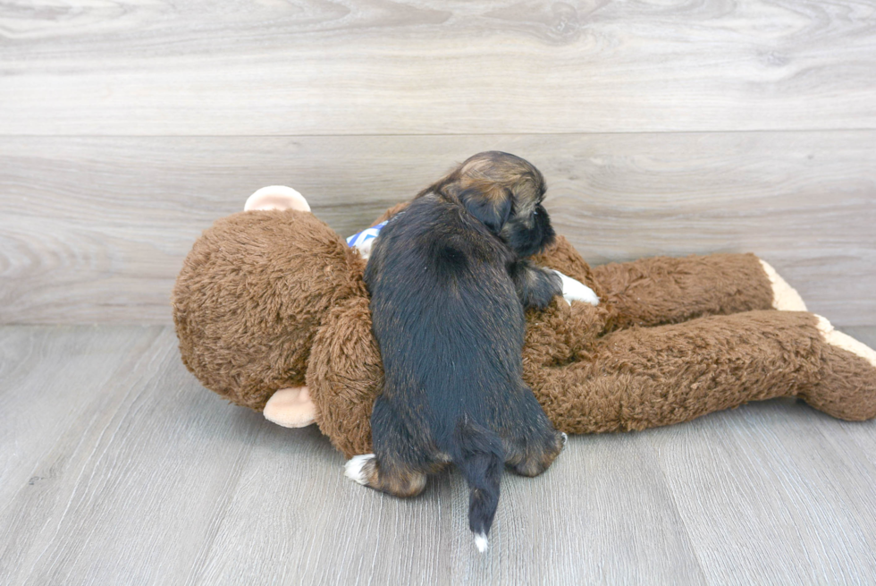 Cute Shih Tzu Purebred Pup