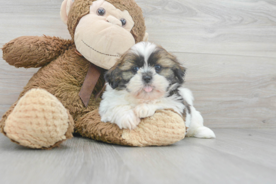 Best Shih Tzu Baby