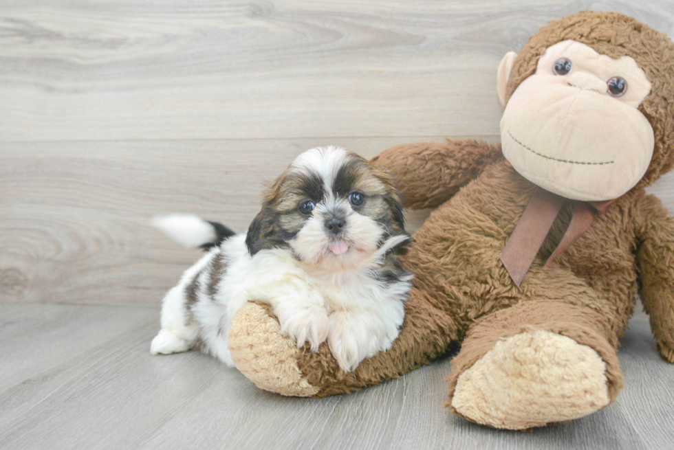 Small Shih Tzu Baby