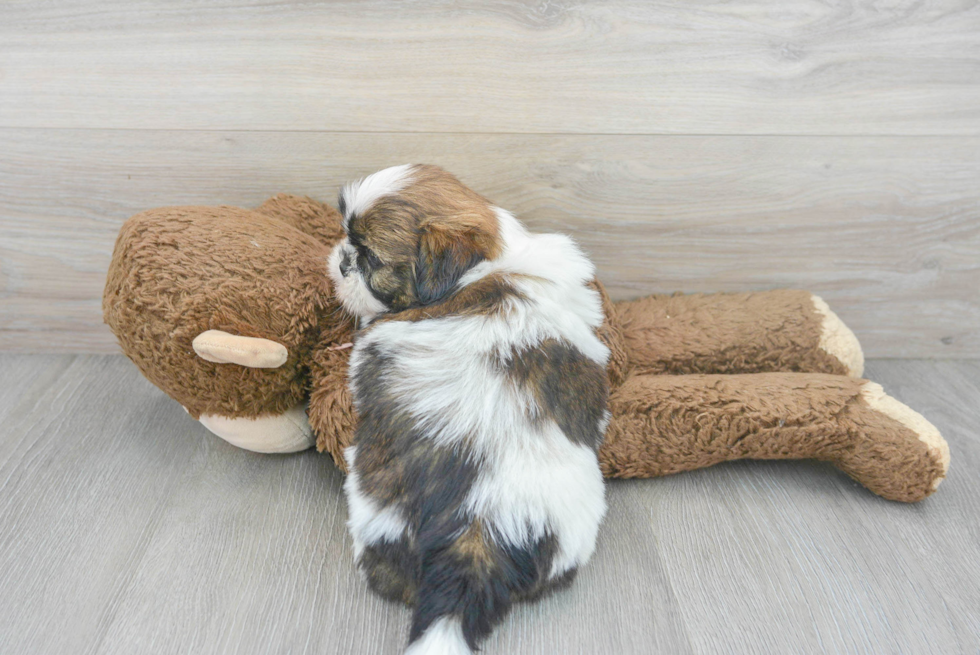 Shih Tzu Pup Being Cute