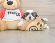 5 week old Shih Tzu Puppy For Sale - Premier Pups