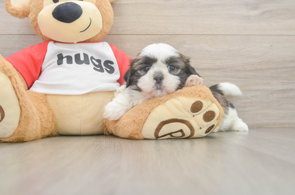6 week old Shih Tzu Puppy For Sale - Premier Pups