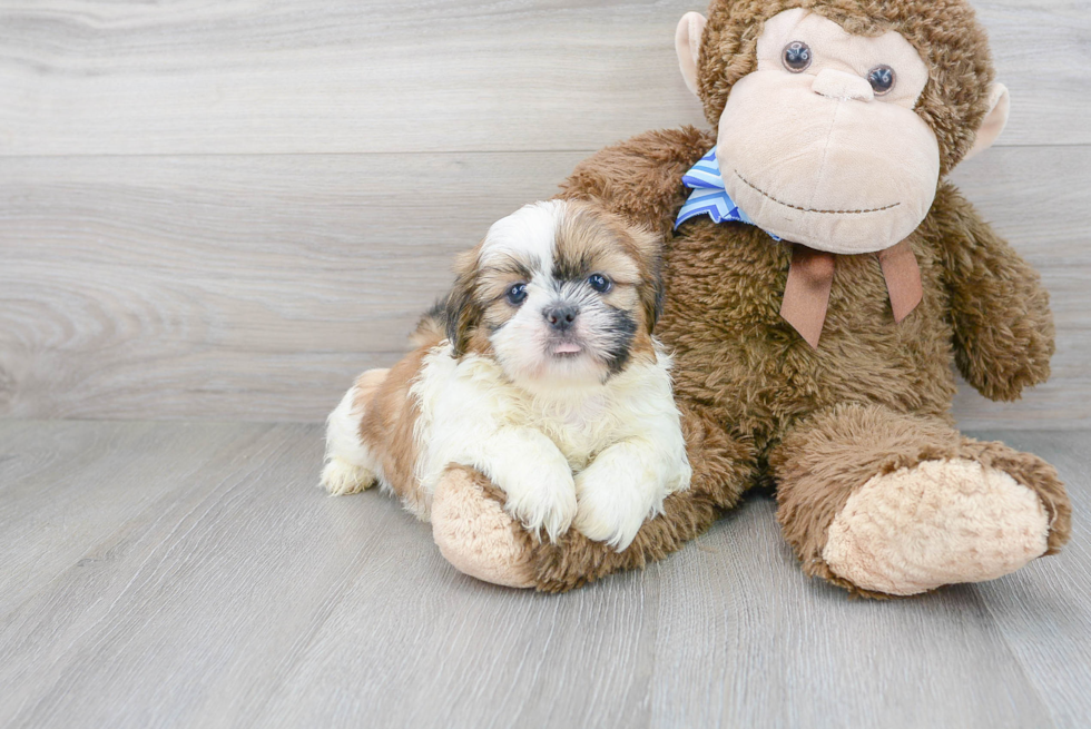 Shih Tzu Pup Being Cute