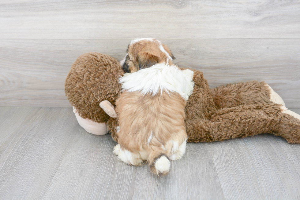 Adorable Shitzu Purebred Puppy