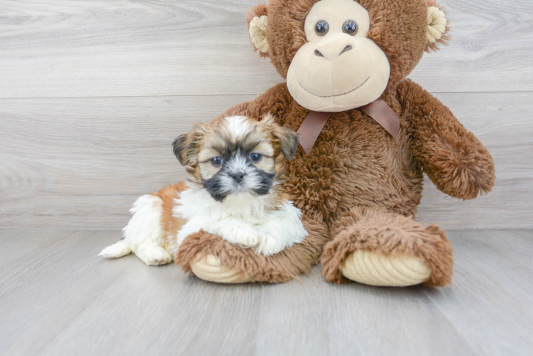 Shih Tzu Pup Being Cute