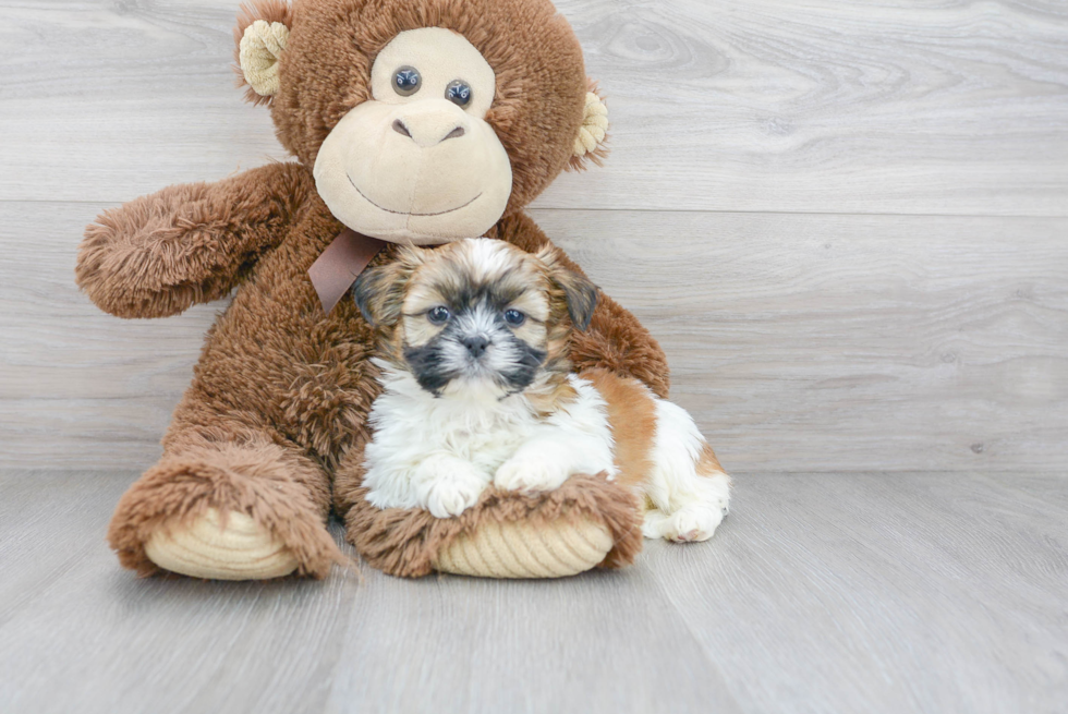 Cute Shih Tzu Purebred Pup