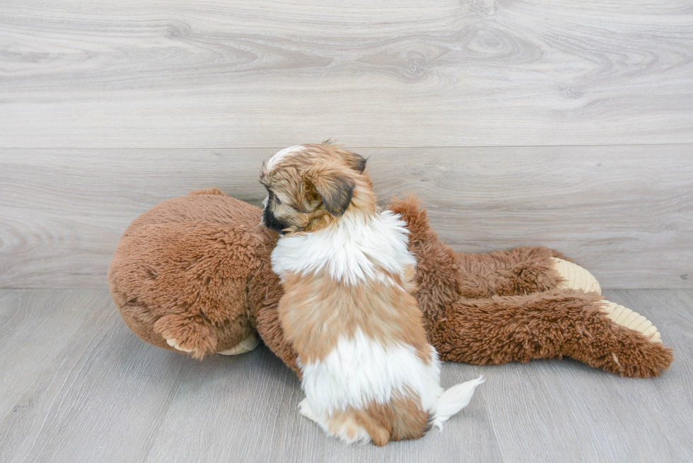 Cute Shitzu Purebred Puppy