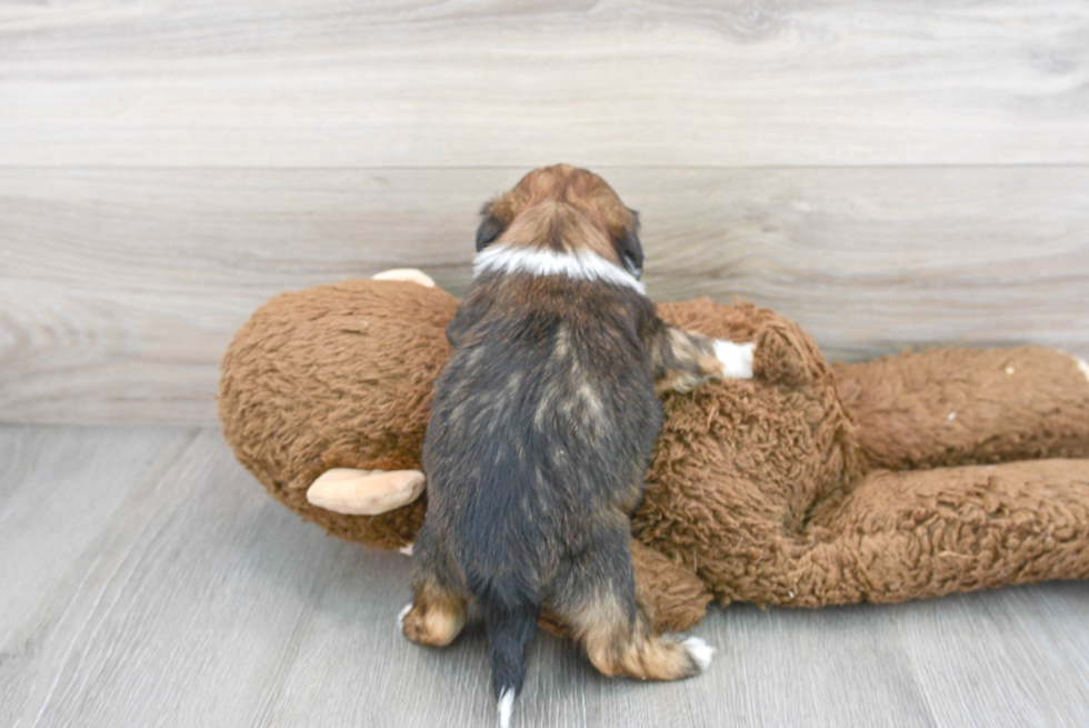 Friendly Shih Tzu Purebred Pup