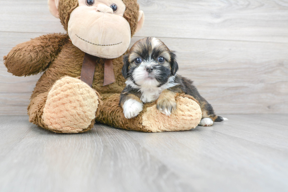 Cute Shitzu Purebred Puppy