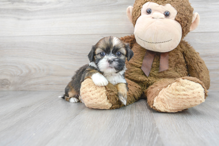 Best Shih Tzu Baby