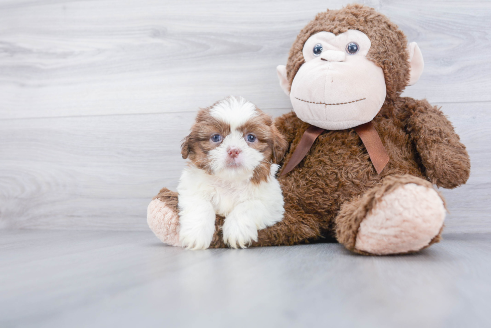 Shih Tzu Pup Being Cute