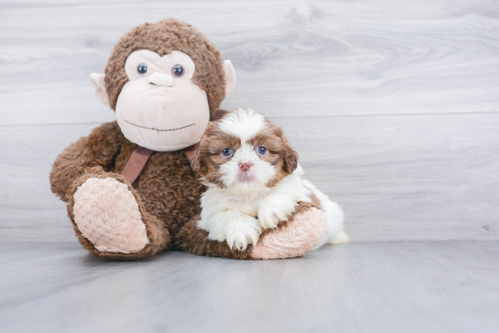 Best Shih Tzu Baby