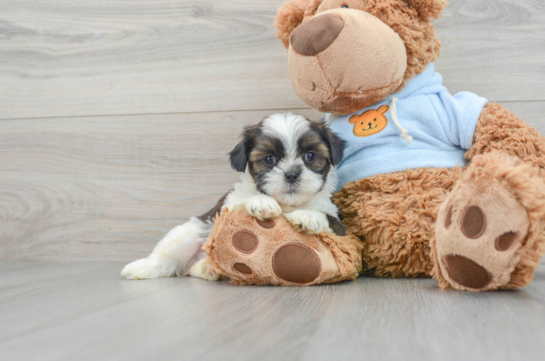 Best Shih Tzu Baby