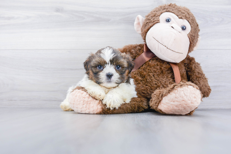 Akc Registered Shih Tzu Baby