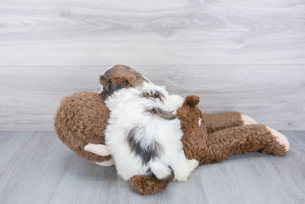 Shih Tzu Pup Being Cute