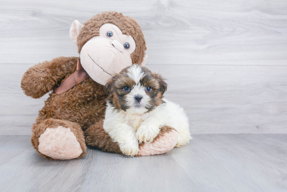 Shih Tzu Pup Being Cute