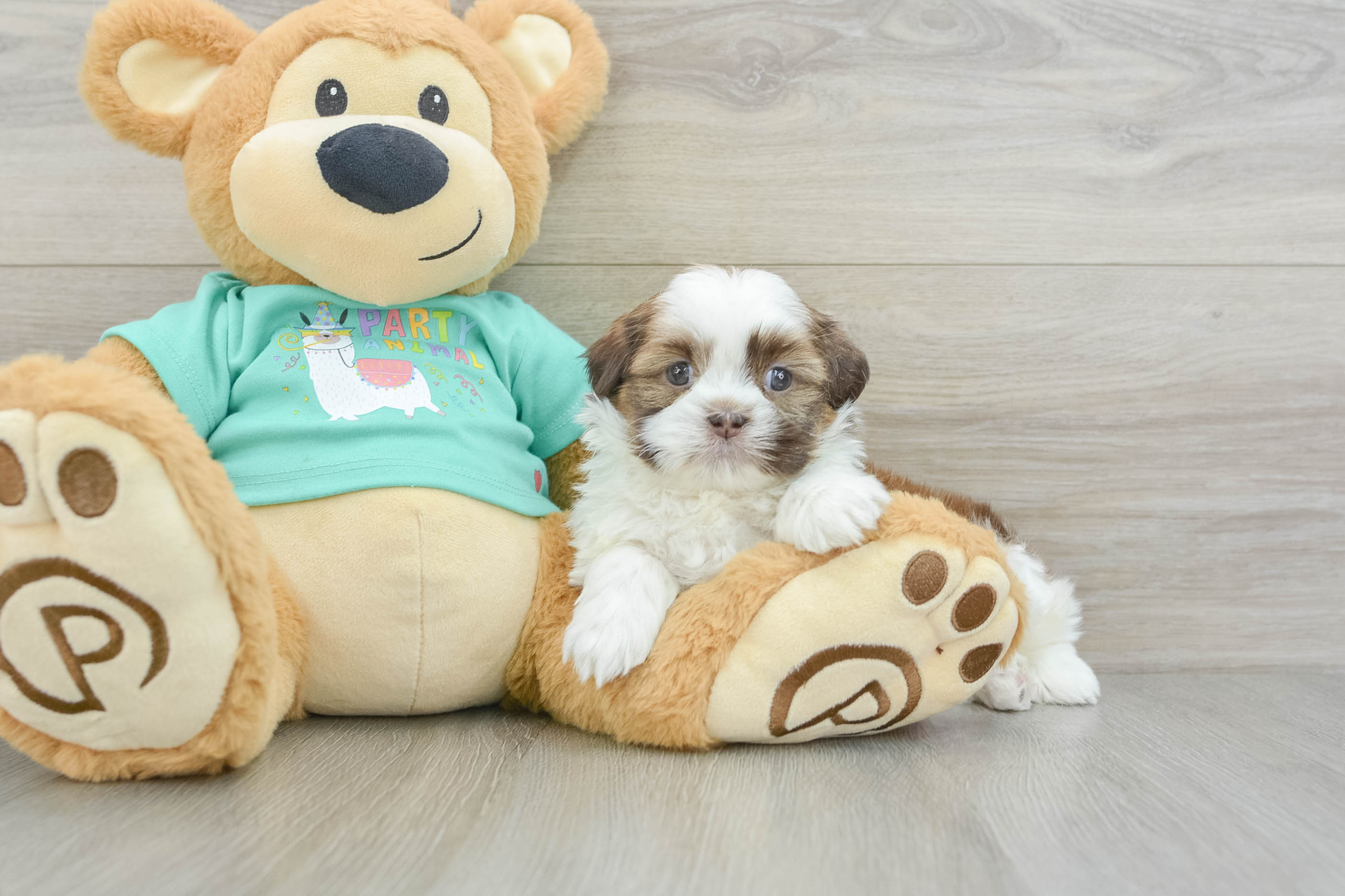 Little Shih Tzu Purebred Pup