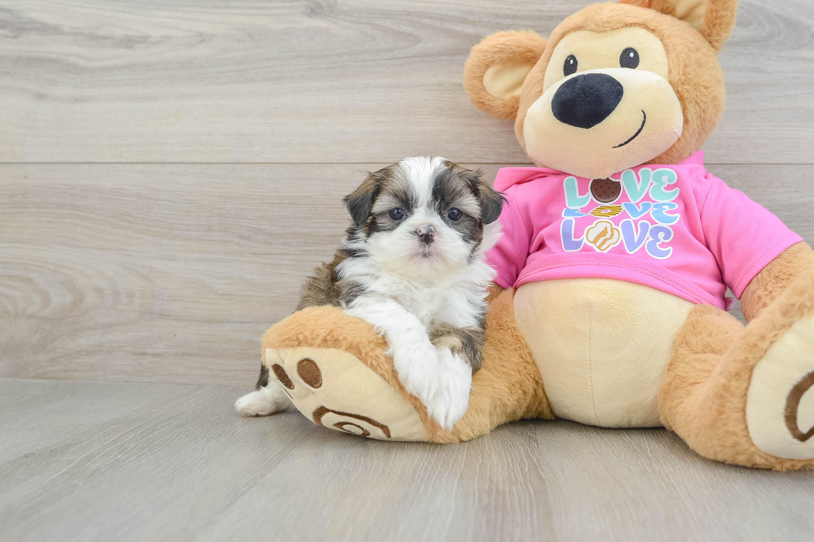 Shih Tzu Pup Being Cute