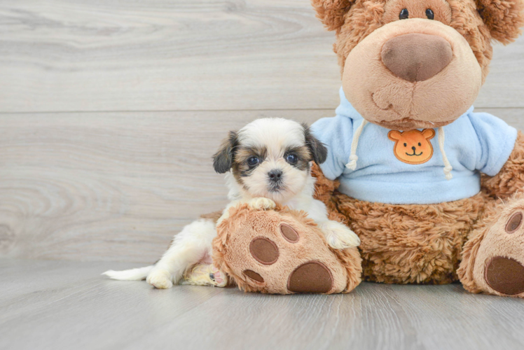 Shih Tzu Puppy for Adoption