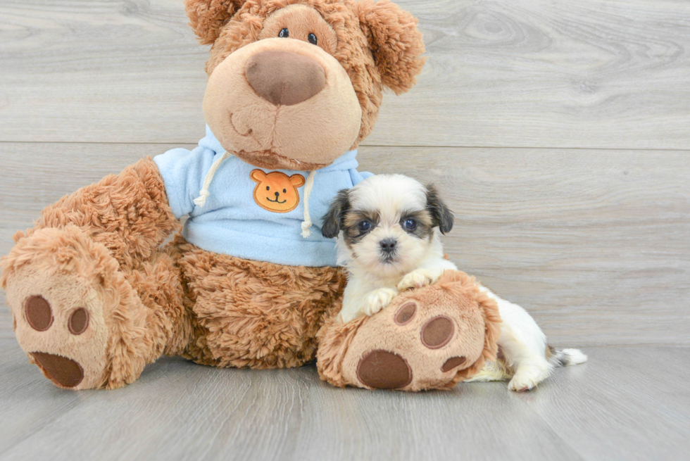 Shih Tzu Puppy for Adoption