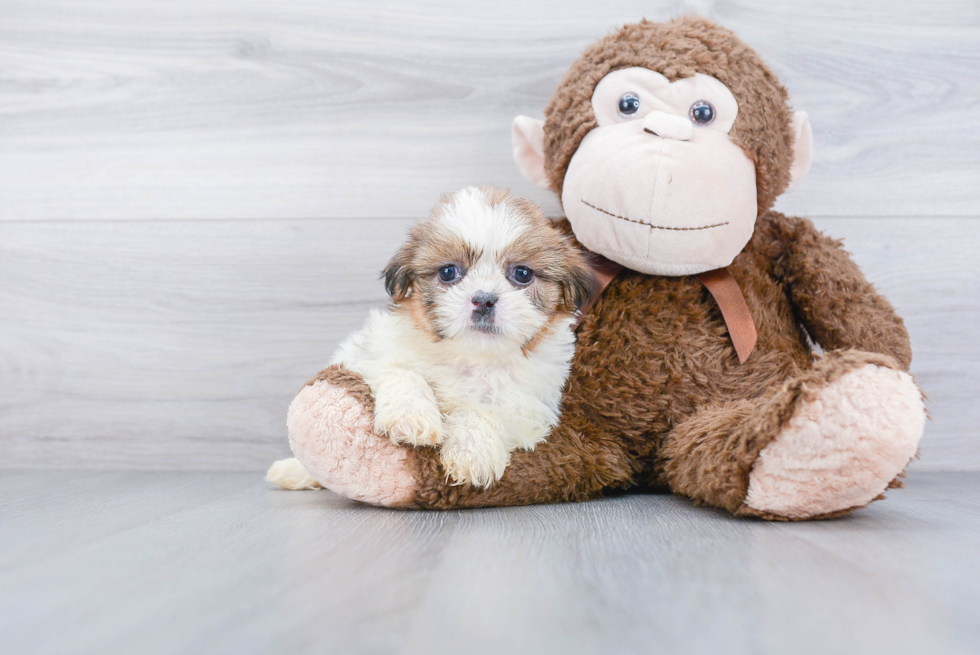 Best Shih Tzu Baby