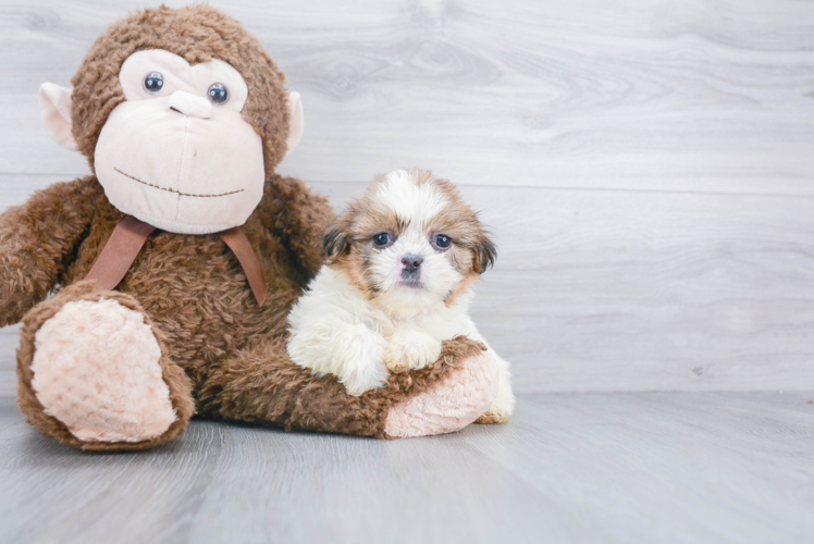 Shih Tzu Pup Being Cute