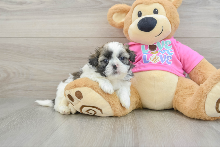Smart Shitzu Purebred Puppy