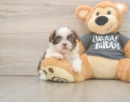 5 week old Shih Tzu Puppy For Sale - Premier Pups