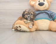 5 week old Shih Tzu Puppy For Sale - Premier Pups