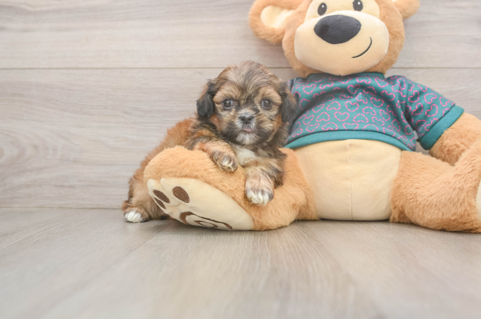 5 week old Shih Tzu Puppy For Sale - Premier Pups