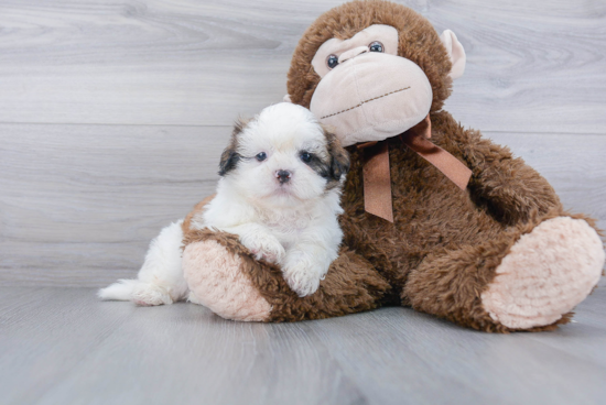 Shih Tzu Puppy for Adoption