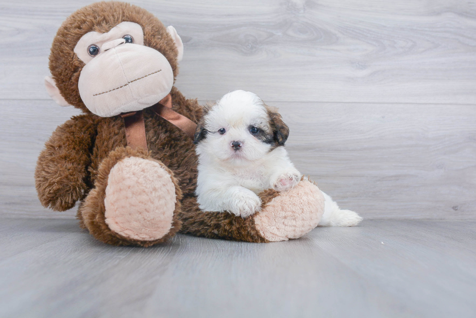 Sweet Shitzu Purebred Puppy