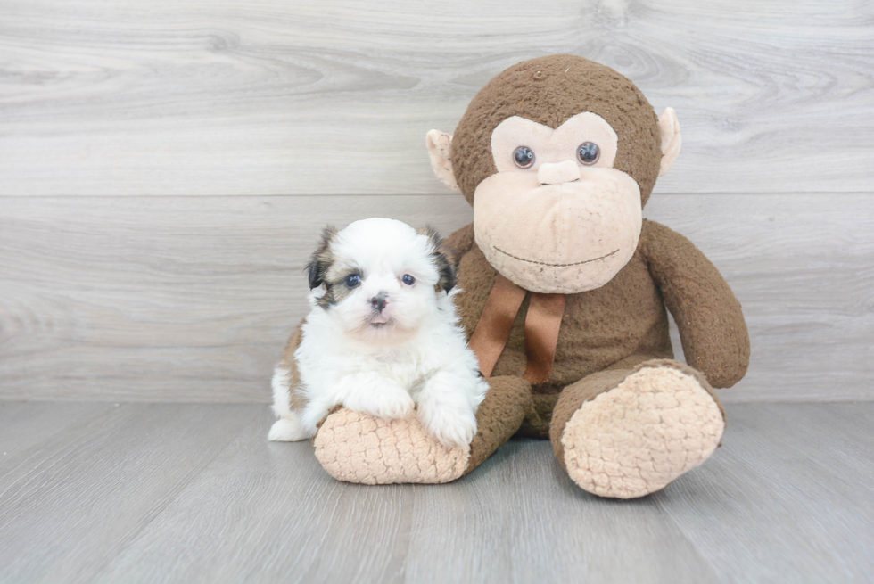 Best Shih Tzu Baby